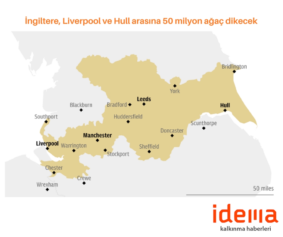 İngiltere, Liverpool ve Hull arasına 50 milyon ağaç dikecek